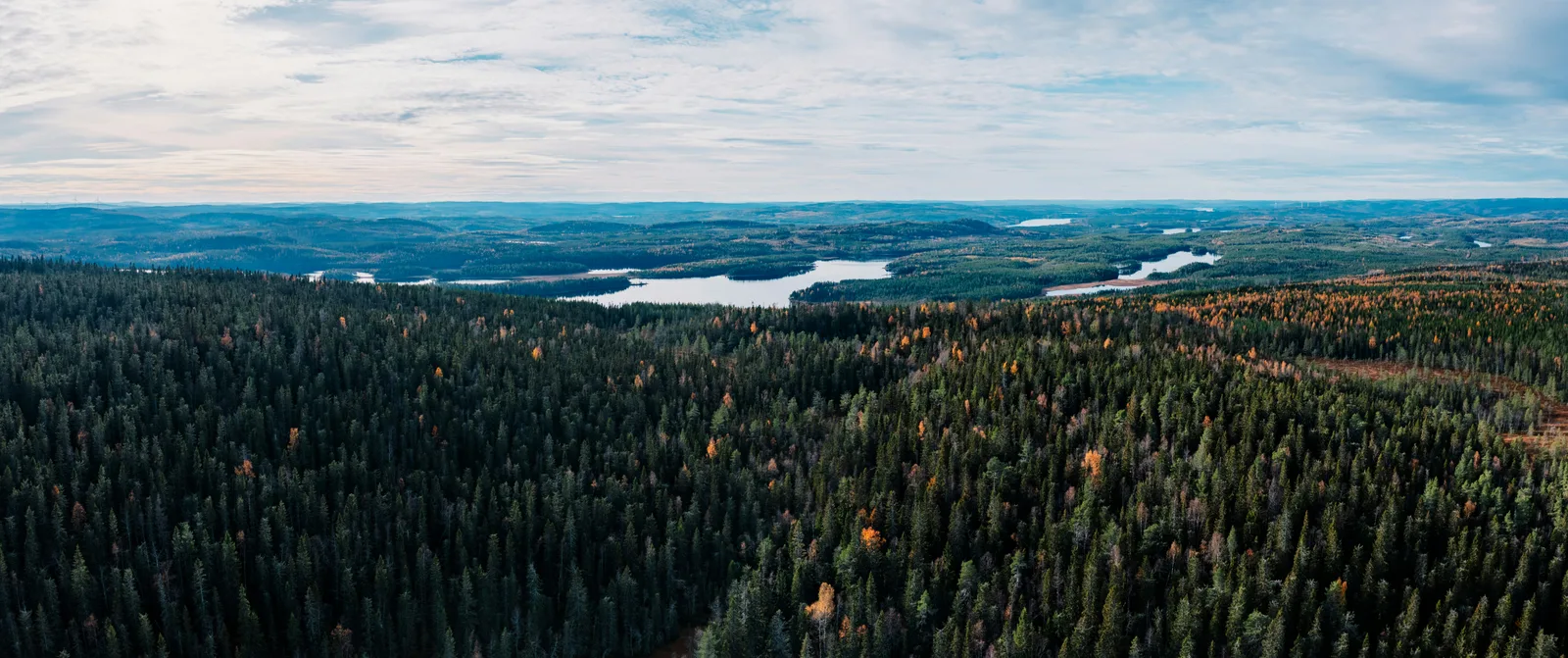 Skogs- och sjölandskap sett från luften.